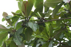 Terminalia procera